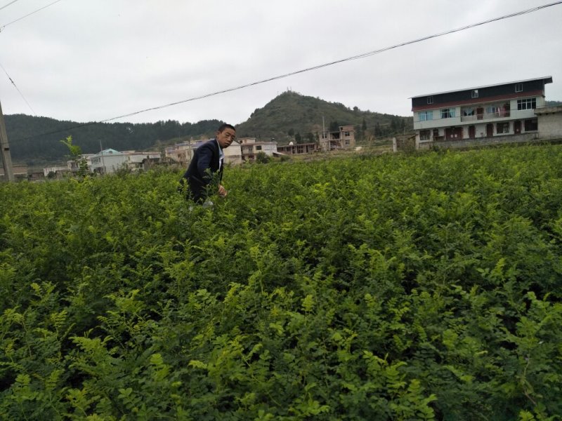 刺梨苗