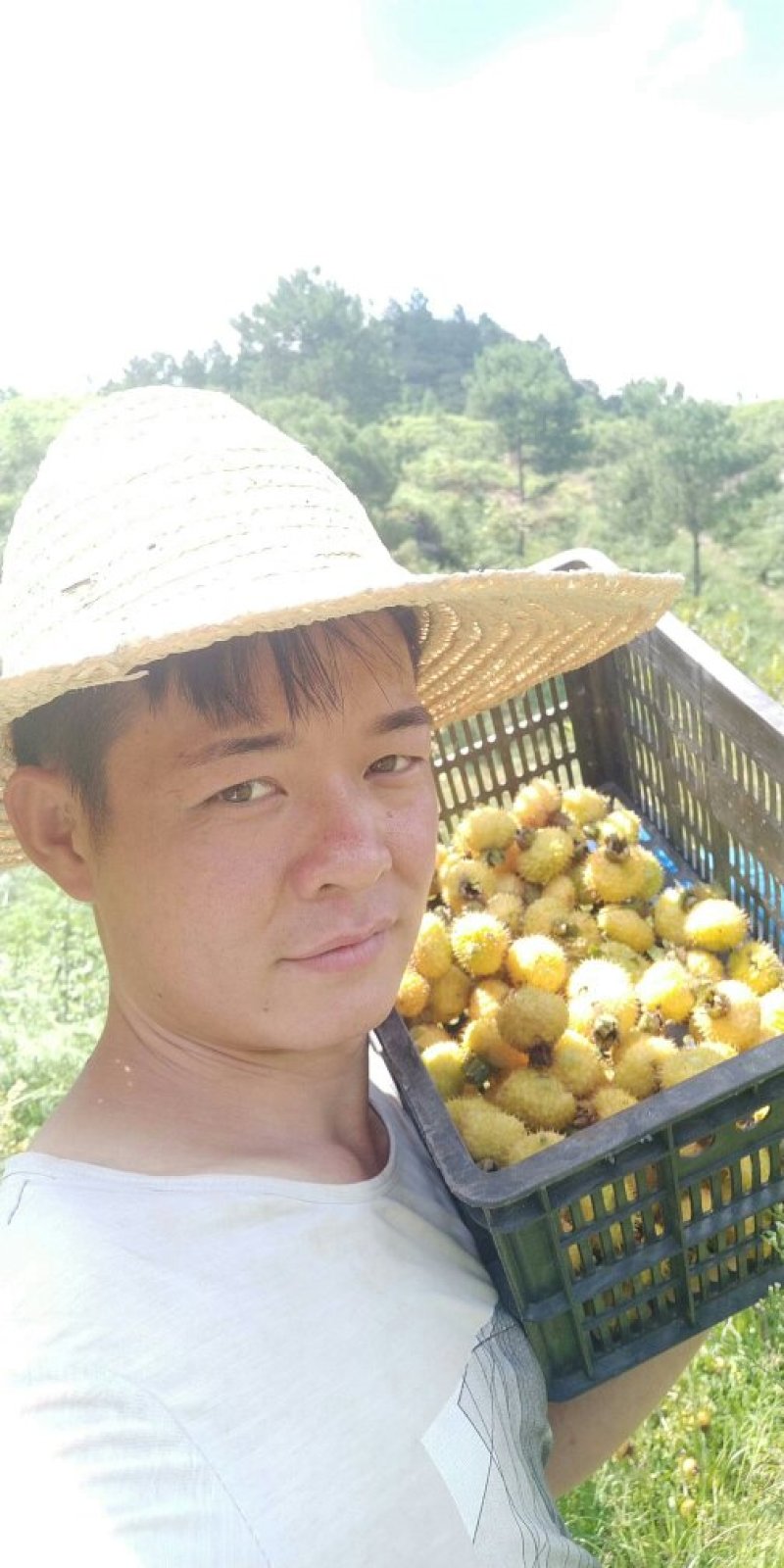 刺梨苗