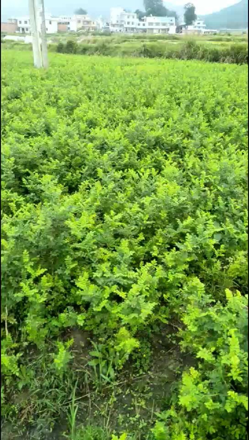 刺梨苗