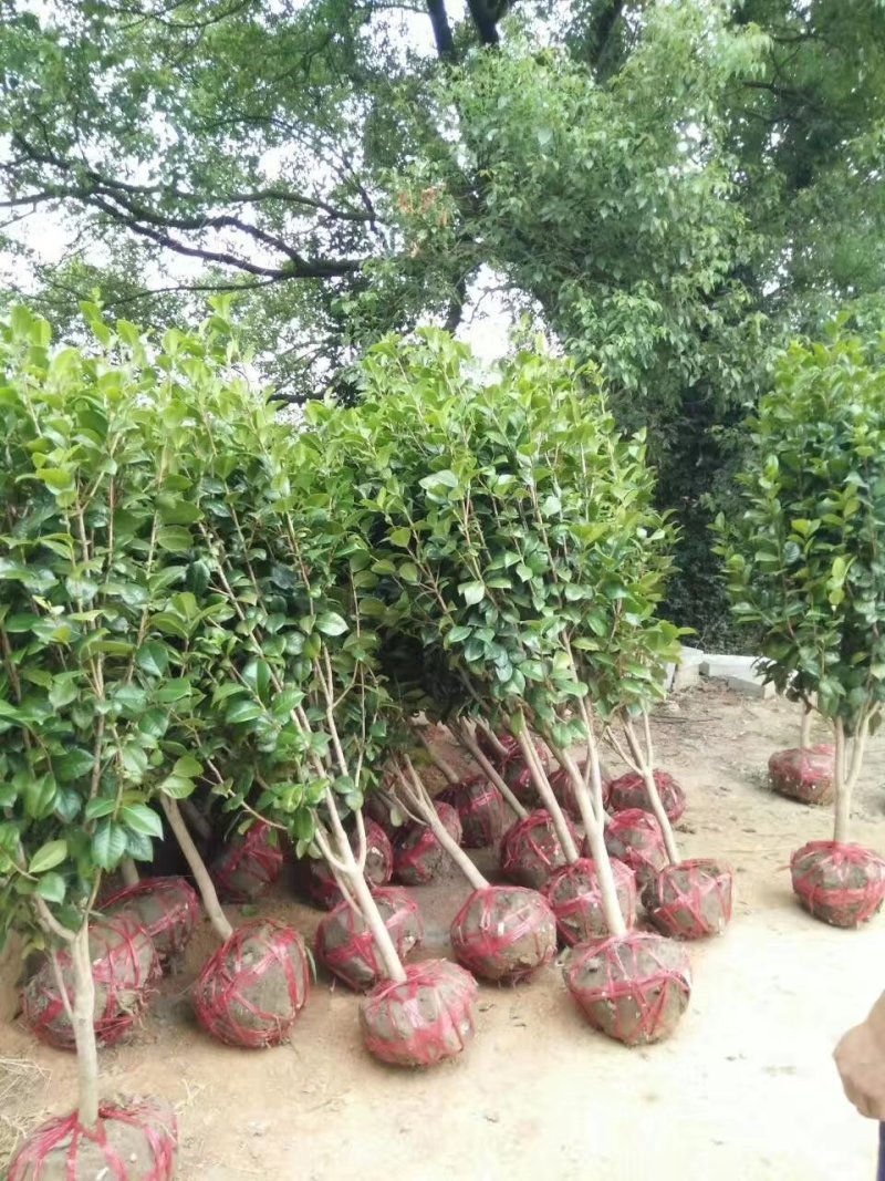 茶花树，茶花1到3米蓬经均有货源，九江货源基地