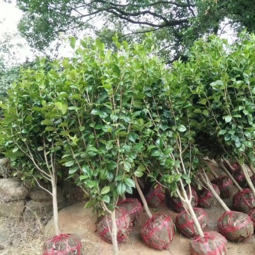 茶花树，茶花1到3米蓬经均有货源，九江货源基地