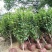 茶花树，茶花1到3米蓬经均有货源，九江货源基地