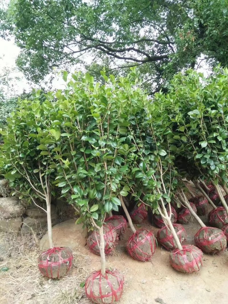 茶花树，茶花1到3米蓬经均有货源，九江货源基地