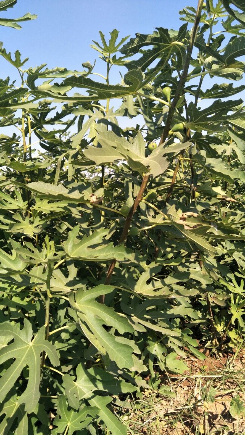无花果树苗