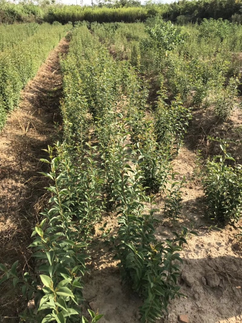 大叶女贞，冬青，一年长青，，九江货源基地，大量货源