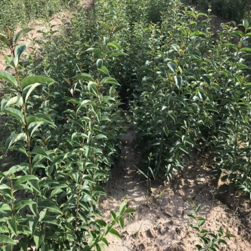 大叶女贞，冬青，一年长青，，九江货源基地，大量货源