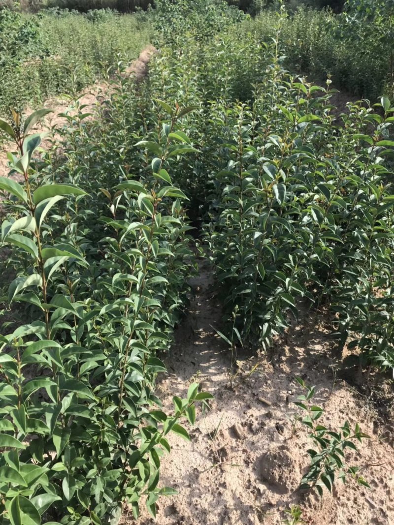 大叶女贞，冬青，一年长青，，九江货源基地，大量货源