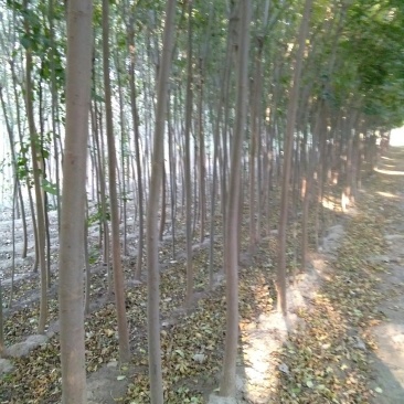 速生白蜡