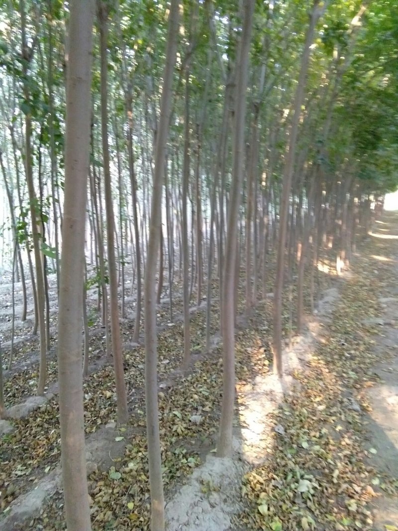 速生白蜡