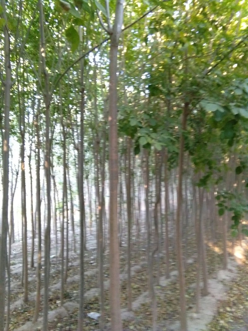 速生白蜡