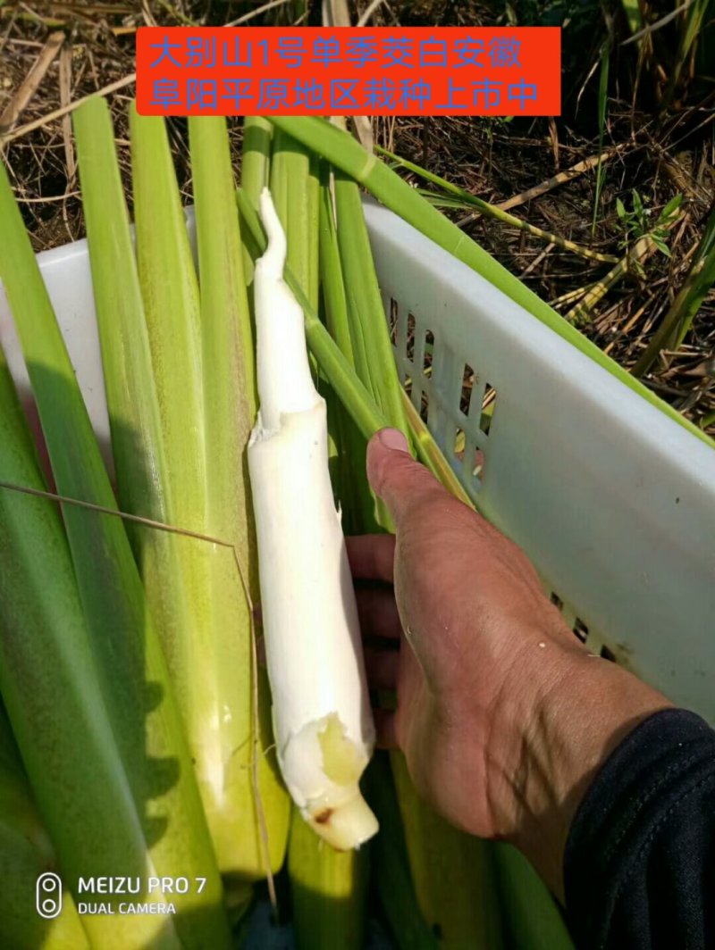 茭白结茭老根纯度高一万棵单双季茭白种苗混批