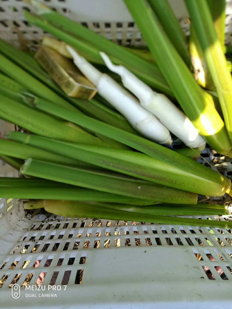 茭白结茭老根纯度高一万棵单双季茭白种苗混批