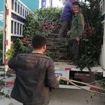 八月桂金桂1公分自产自销，品质优良