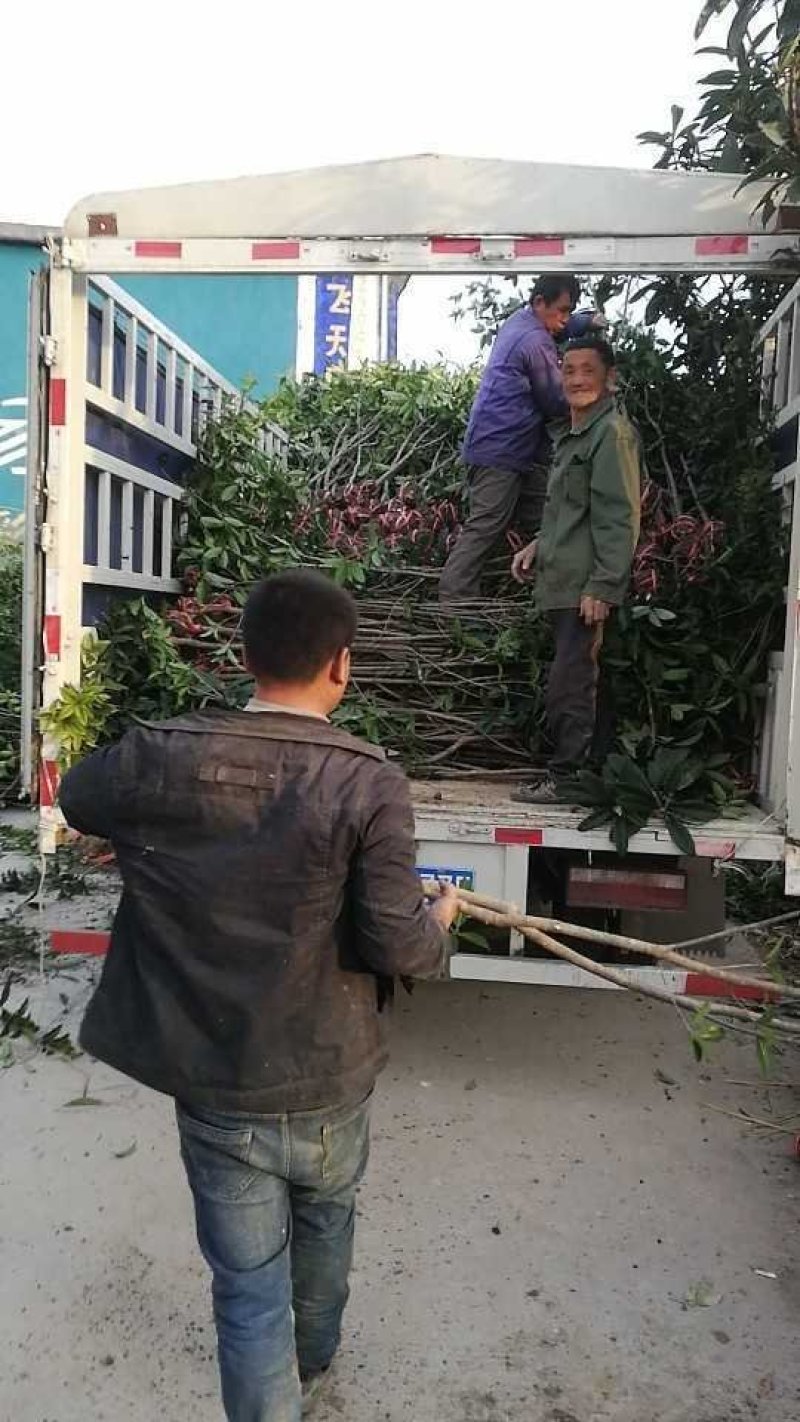 八月桂金桂1公分自产自销，品质优良