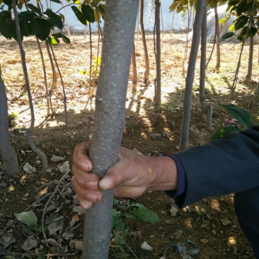 山东基地培育精品柿子树苗，规格多样，可视频看货，量大从优