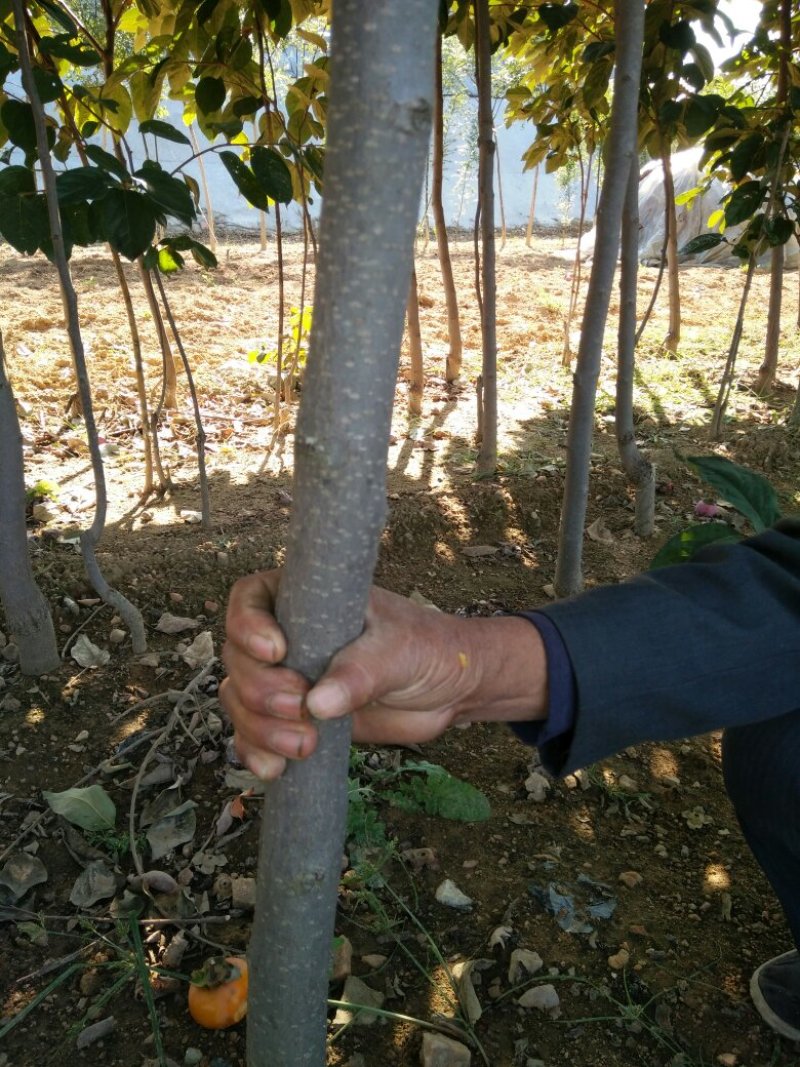 山东基地培育精品柿子树苗，规格多样，可视频看货，量大从优