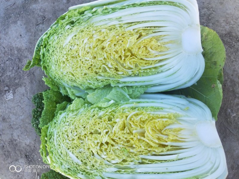 娃娃菜