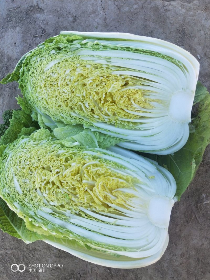 娃娃菜