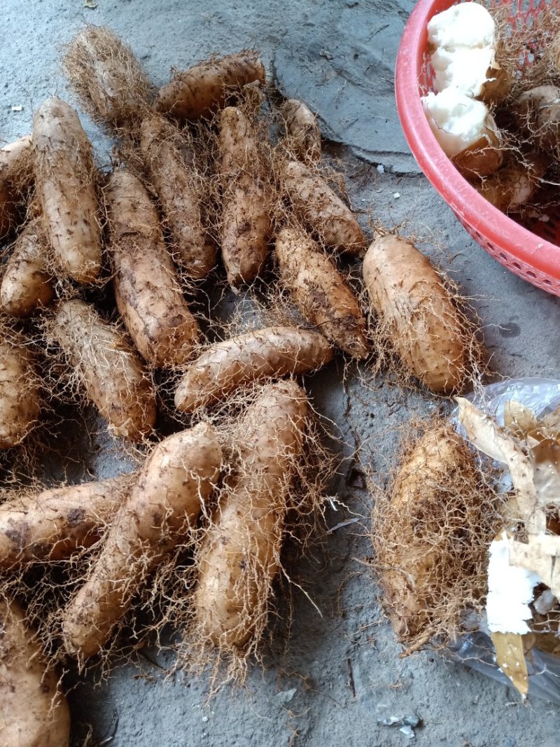 红泥毛薯，包粉，又靓，又香