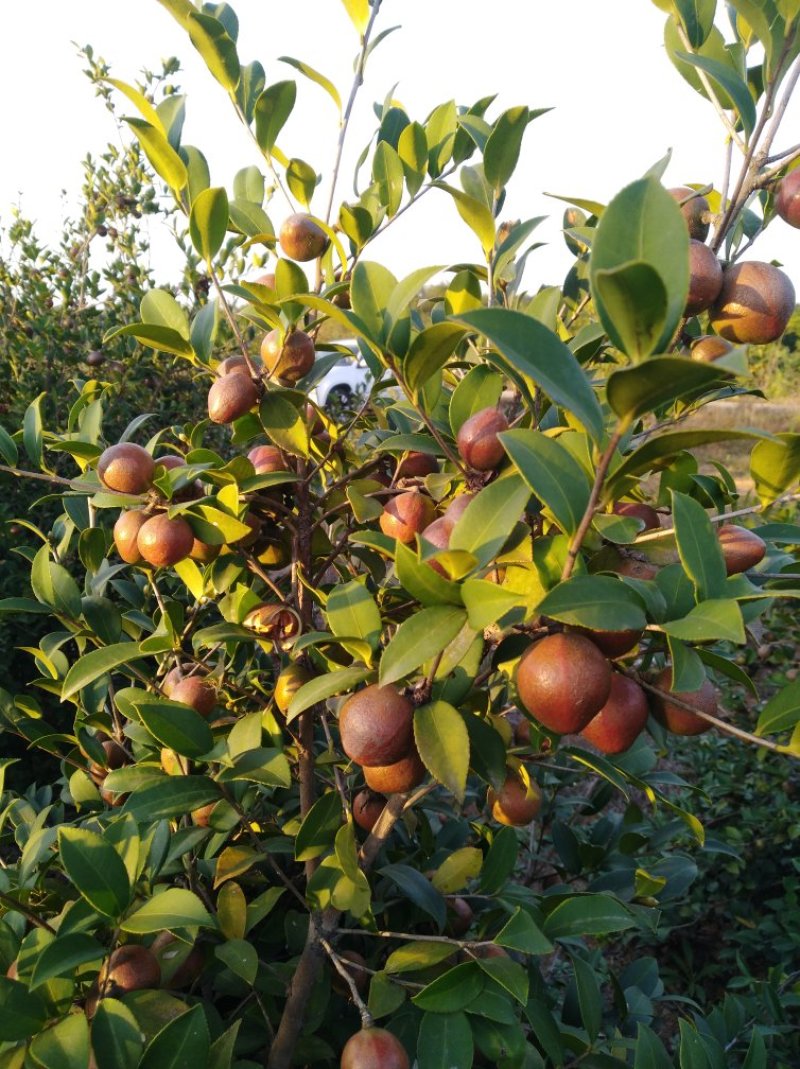 油茶果