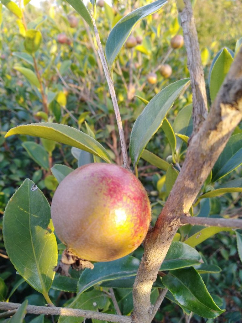 油茶果