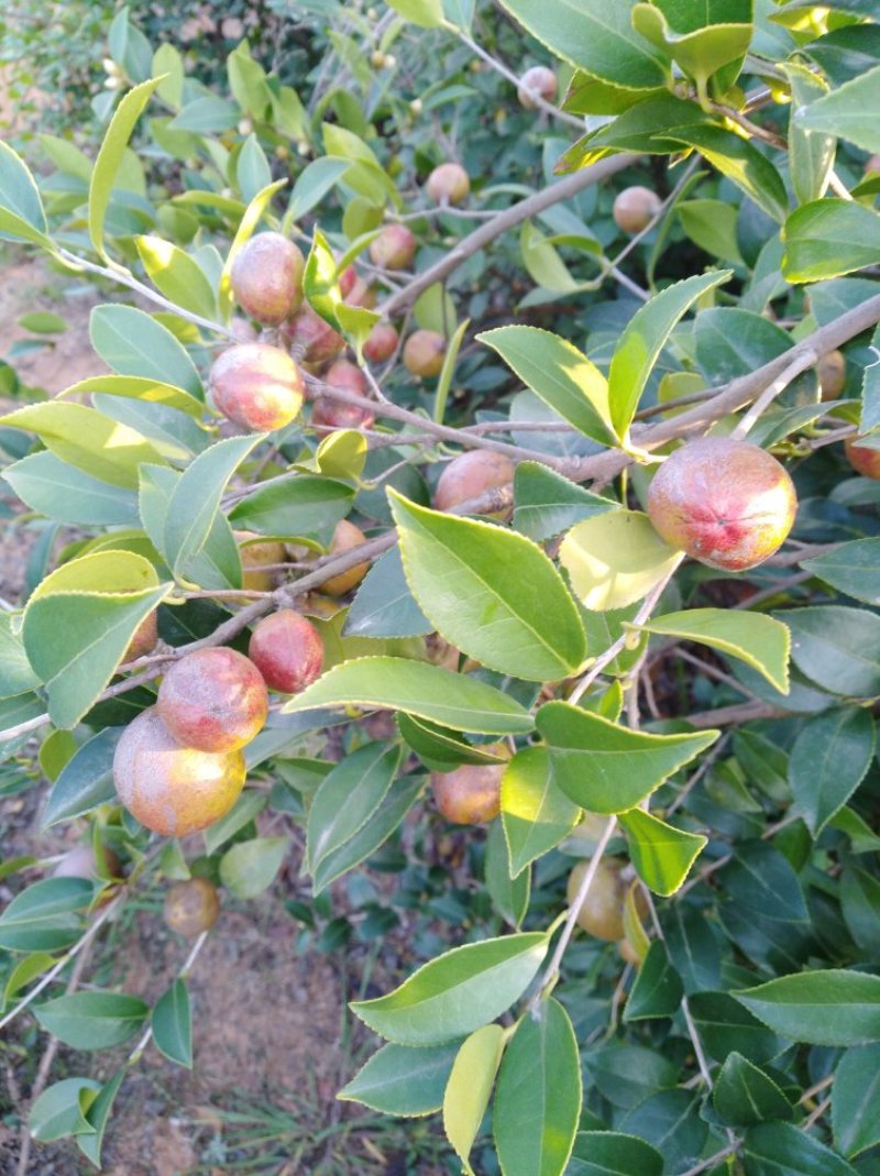 油茶果