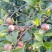 油茶果