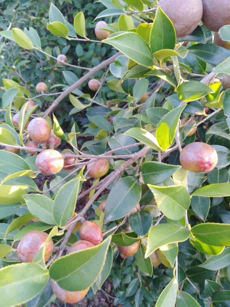 油茶果