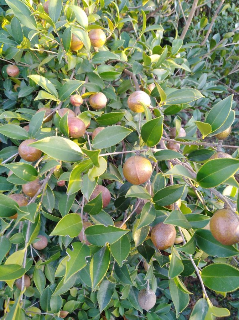 油茶果