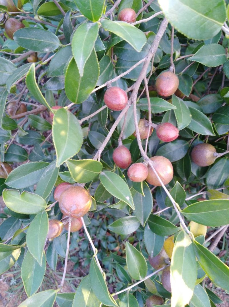 油茶果