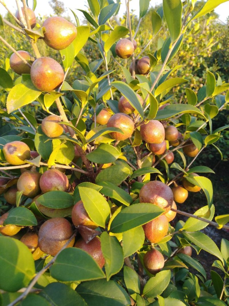 油茶果