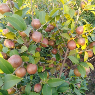 油茶果
