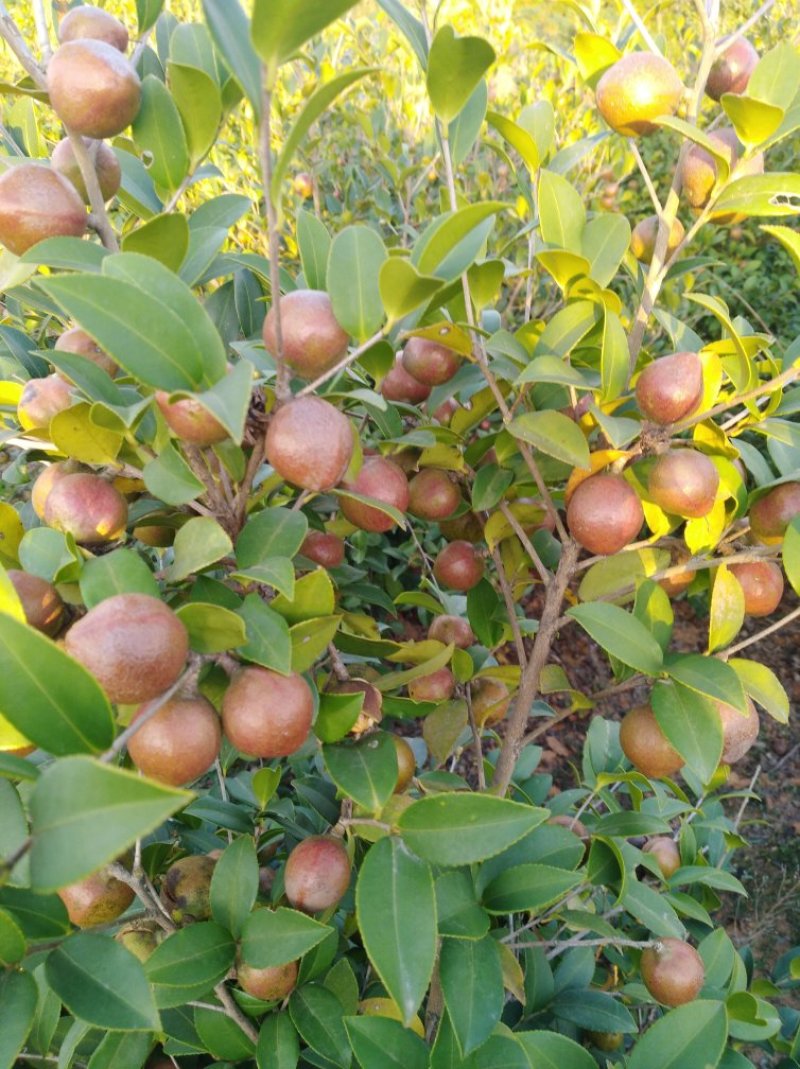 油茶果