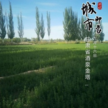 沙棘苗