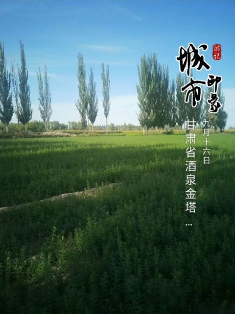 沙棘苗