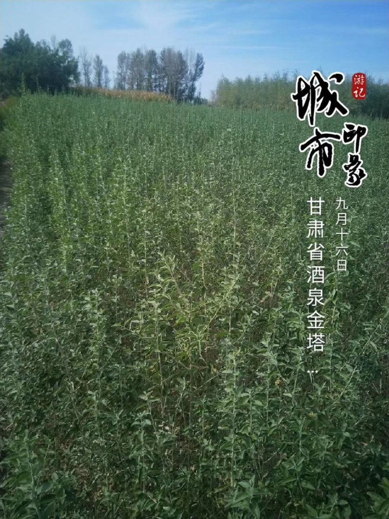沙棘苗