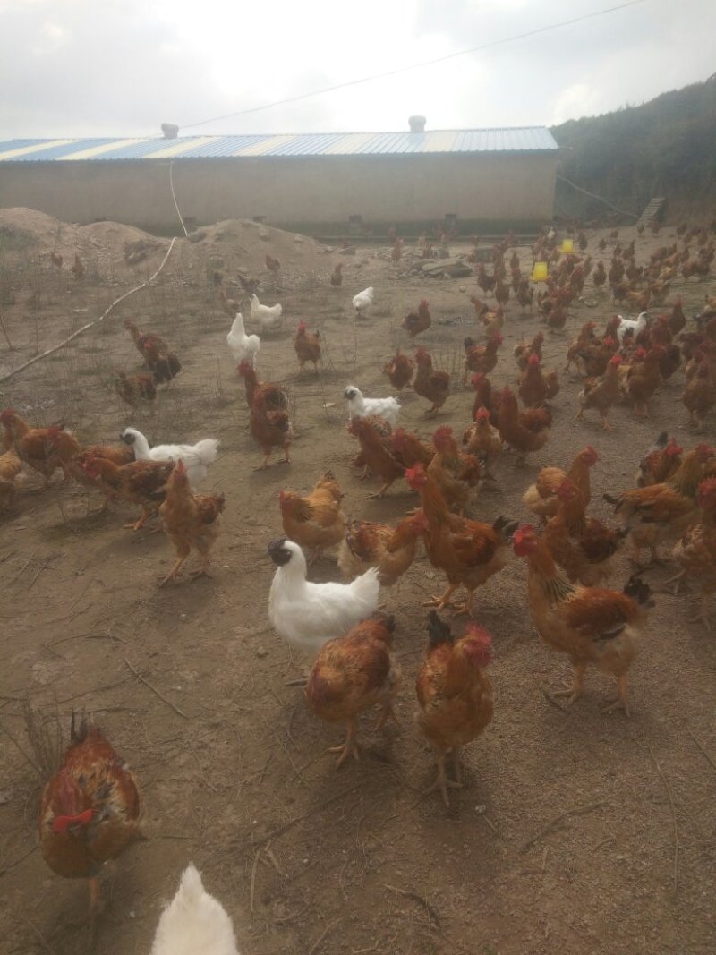 土鸡