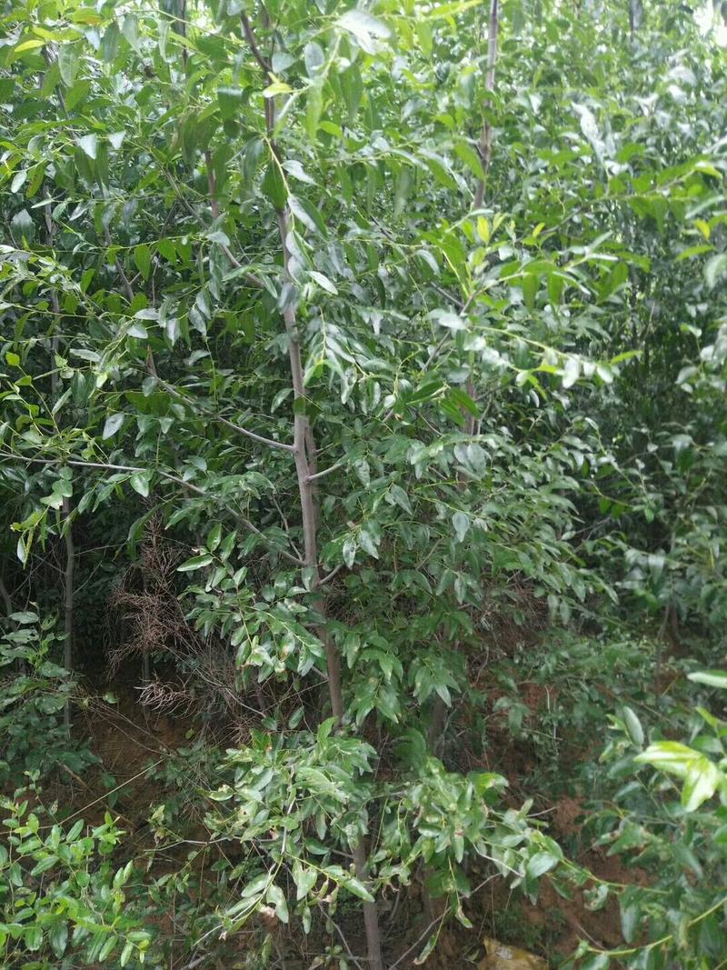 1厘米2厘米3厘米冬枣树，4厘米5厘米冬枣树，视频看货