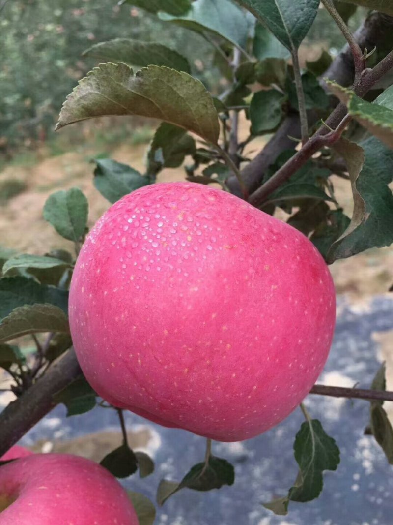 静宁红富土