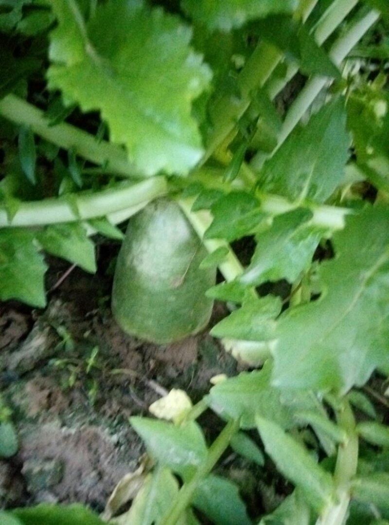 青萝卜