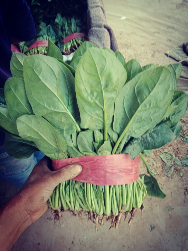 《精选》精品大叶菠菜，大量供应，电商，超市，欢迎选购。