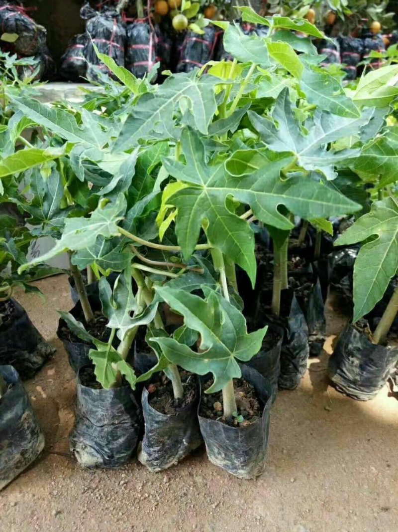 木瓜苗大青红肉水果木瓜树苗营养杯苗当年结果