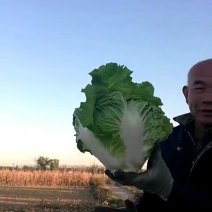 秦白二号大白菜，黄心大白菜，质量不错需要的联系