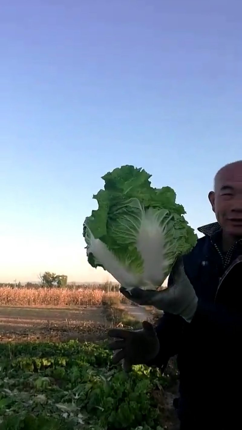 秦白二号大白菜，黄心大白菜，质量不错需要的联系