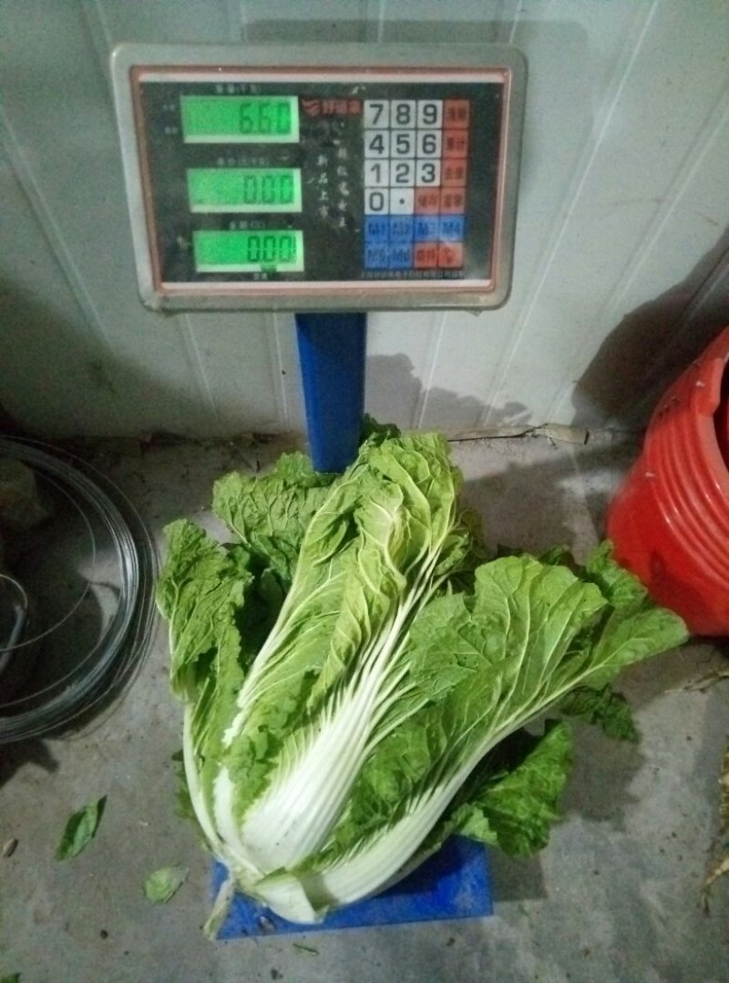 大白菜净菜。