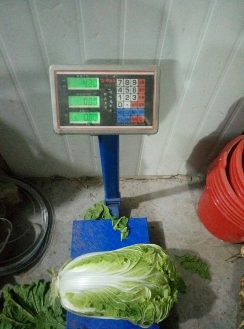 大白菜净菜。