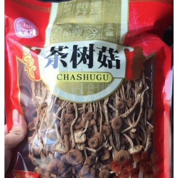 黄茶树菇
