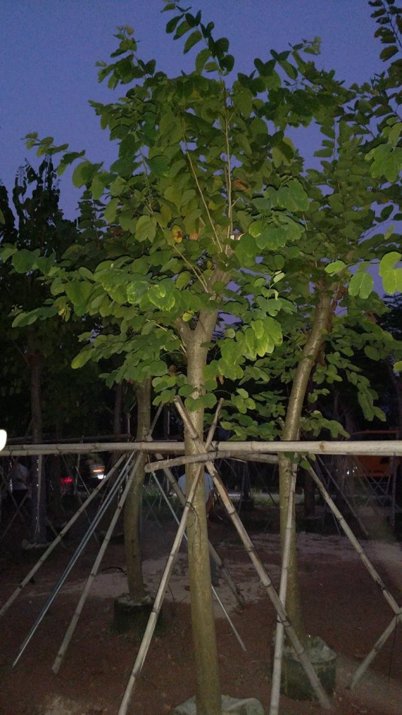 广东羊蹄甲，园林绿化苗木，基地直销，量大从优，品质保证