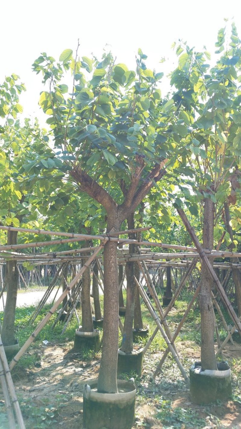 广东羊蹄甲，园林绿化苗木，基地直销，量大从优，品质保证