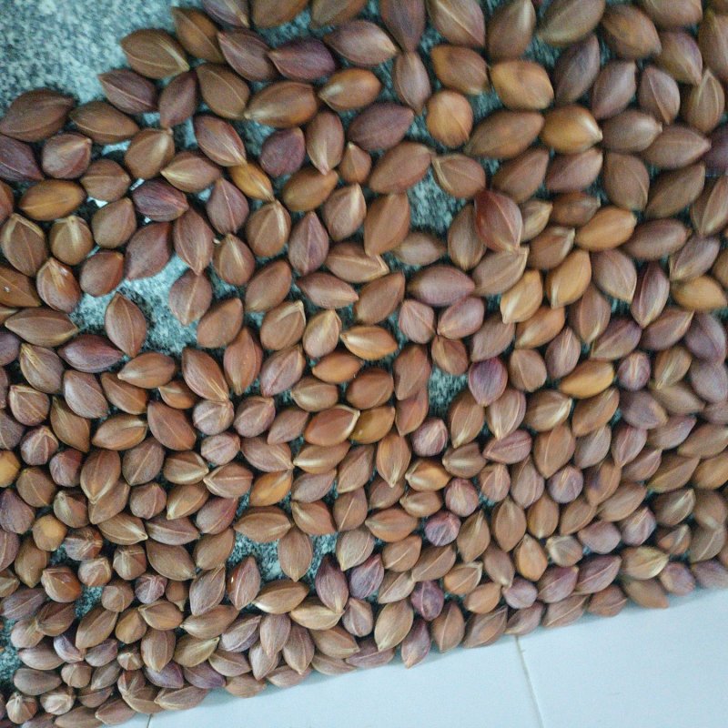 乌榄种子，黑橄榄，乌榄，工艺榄苗